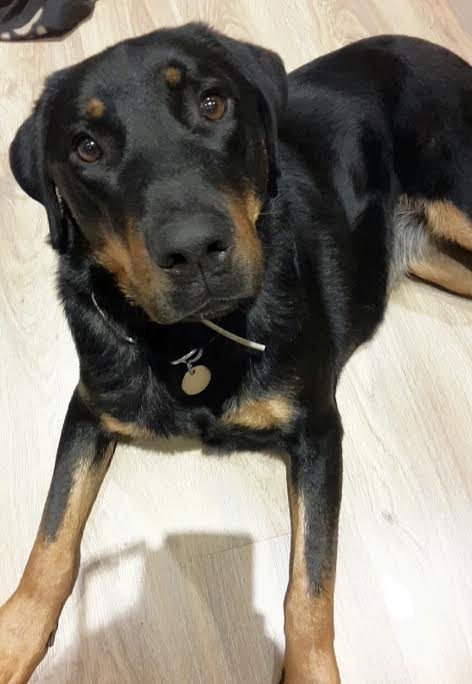 domainedelalicorne.fr photo chien beauceron photo chiot beauceron Elevage de beauceron chiot beauceron pure race élevage du clos de la licorne elevage des gardiens de la licorne elevage beauceron noir et feu authentique gros gabarits élevage de Beauceron familial sérieux et qualité domainedelalicorne.fr suivi des chiots conseil d’éducation chiot propre bas rouge santé caractère spécialiste du beauceron noir et feu ou arlequin chien rustique berger de France  nos chiots sont élevés avec amour et attention notre passion au service de la qualité Beauceron de qualité et sportif domaine de la licorne 04380 BARRAS élevage en liberté éleveur berger de beauce élevage de beauceron de travail 06 11 20 51 93 site domainedelalicorne.fr mail domainedelalicorne@gmail.com